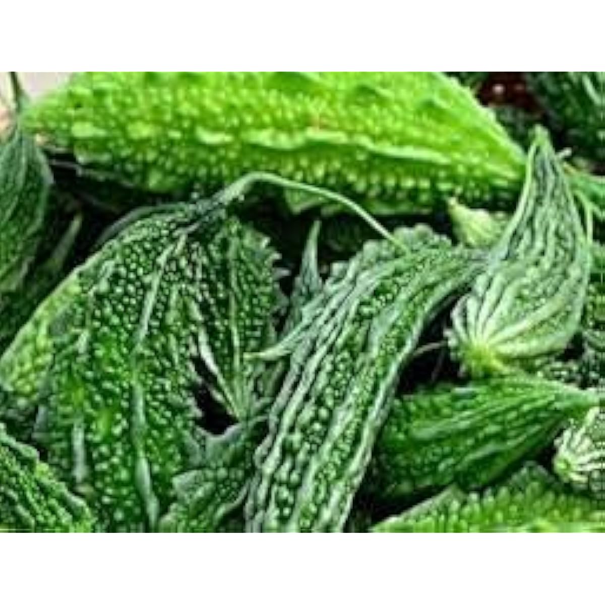 Green Bitter Melon Seeds Up to 50% Off