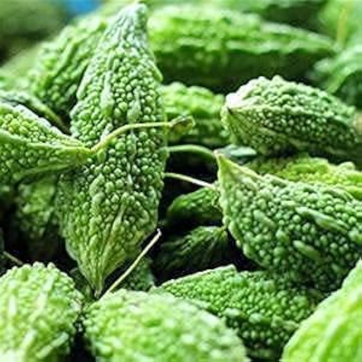 Dark Jade Bitter Melon Seeds Up to 50% Off