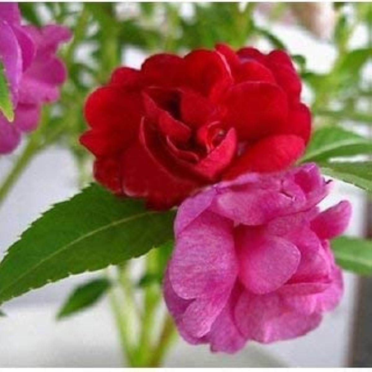 Double Balsam Camellia Mix Flower Seeds – Up to 50%