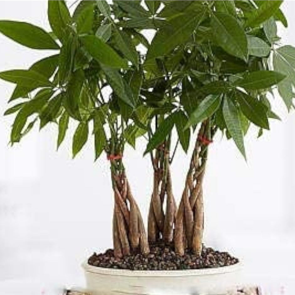 Zamioculcas Zamiifolia (Money Tree) Seeds – Up to 50%