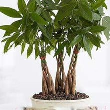 Money Tree Seeds