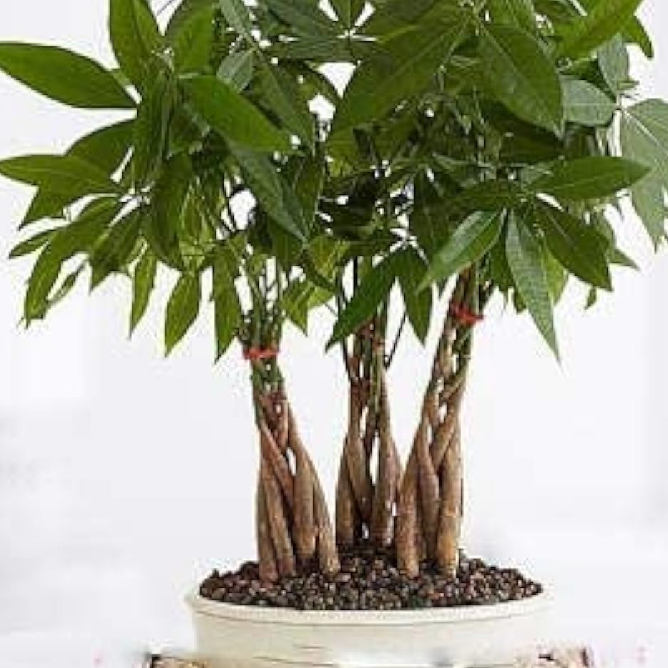 Money Tree Seeds – prime day up to 50%