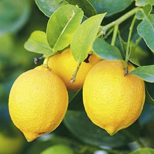 Eureka Lemon Tree Seeds