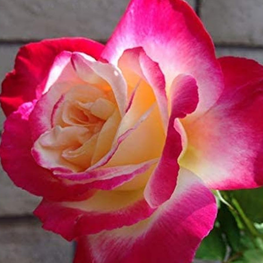 Double Delight Rose Seeds up to 50%