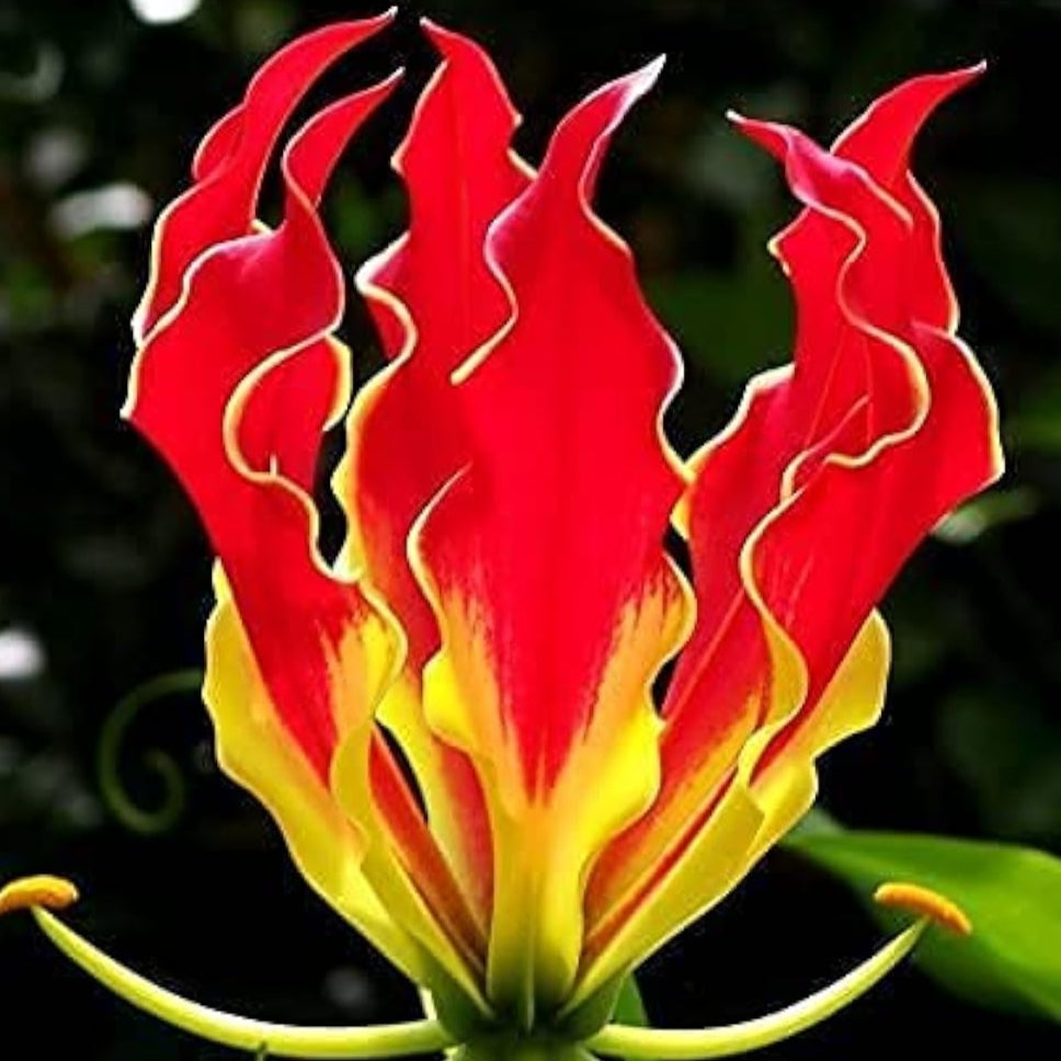 Gloriosa superba (Flame Lily) Seeds – Exotic Climbing Flower – Up to 50%