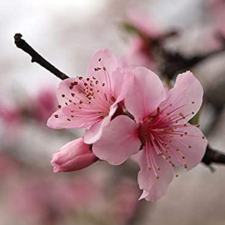 Pink Cherry Blossom Seeds prime day up to 50%