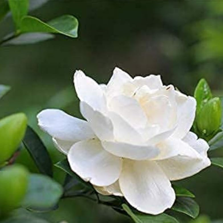 Gardenia Flower Seeds up to 50%