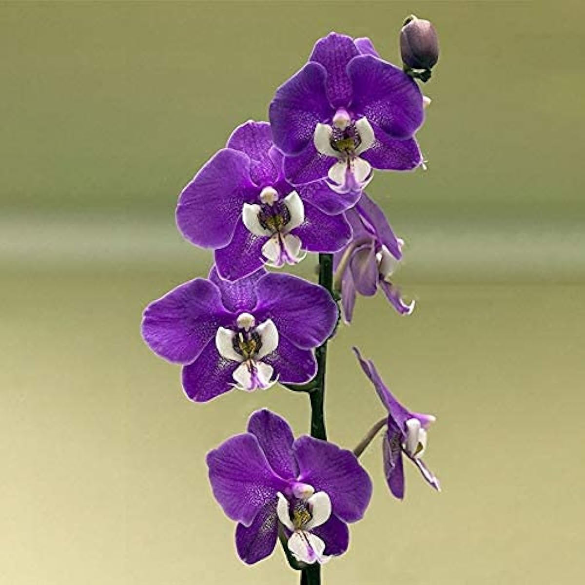 Cymbidium Orchid Seeds – Butterfly Orchid Flowers for Home &amp; Wedding Decoration – Up to 50%