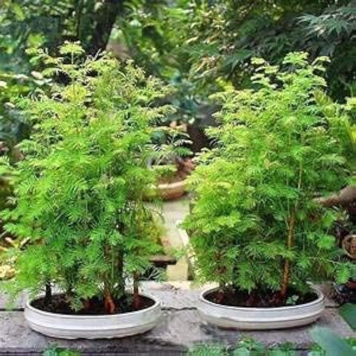 Dawn Redwood Bonsai Seeds up to 50%