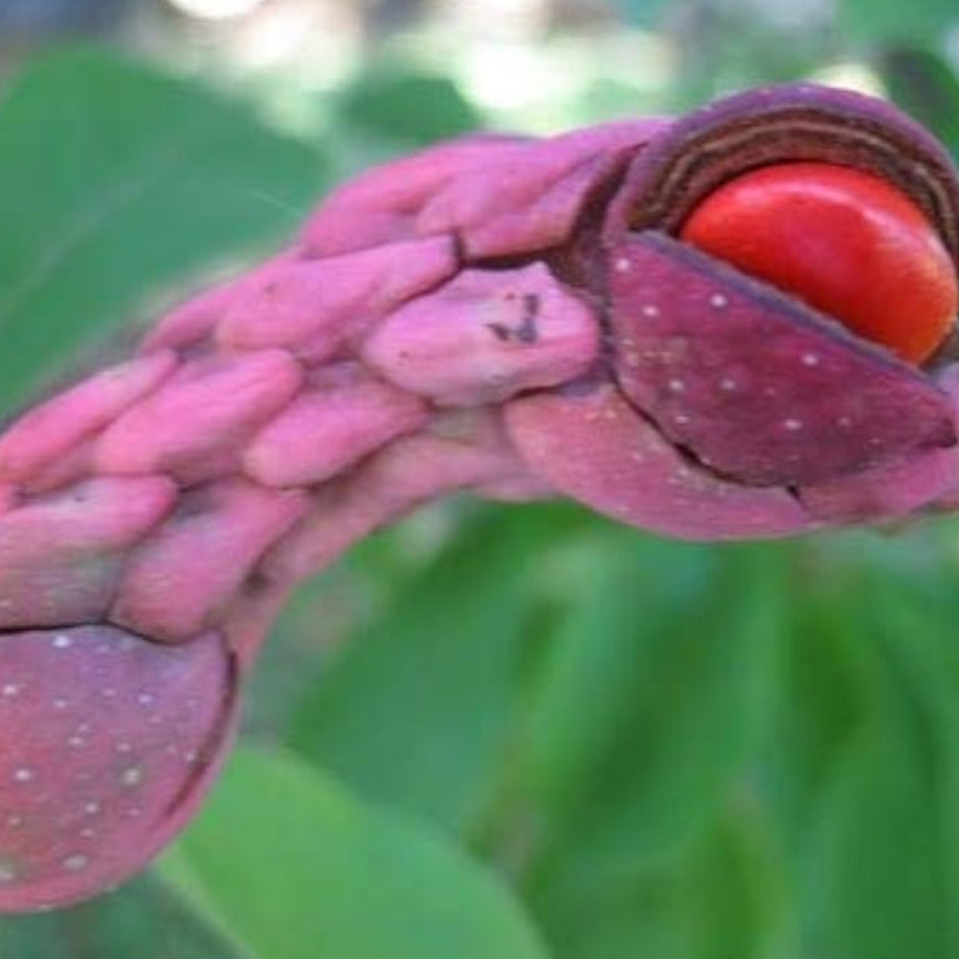 Magnolia Tree Seeds - prime day up to 50%