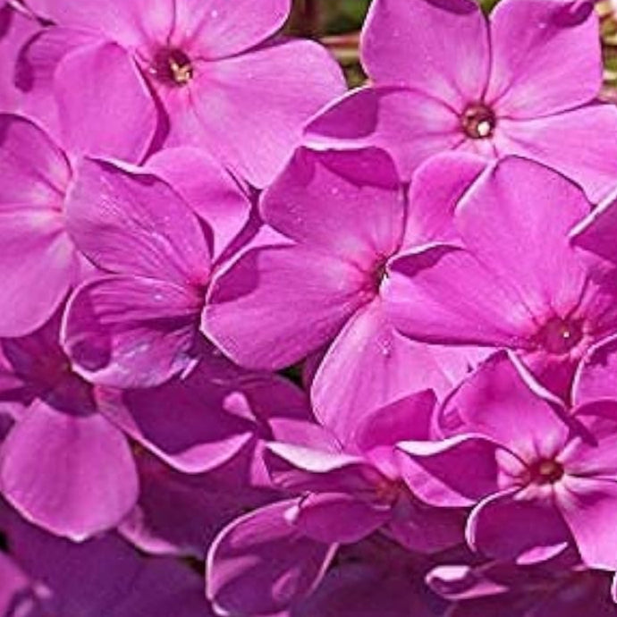 Garden Phlox Paniculata Seeds Up to 50% Off