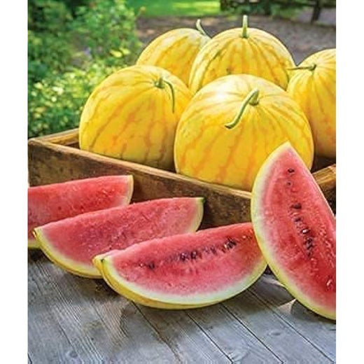 Red in Gold Watermelon Seeds