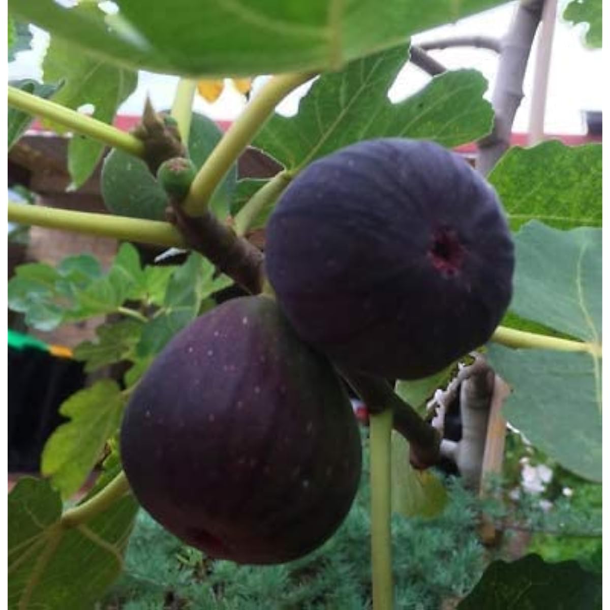 Black Madeira Fig Seeds up to 50%