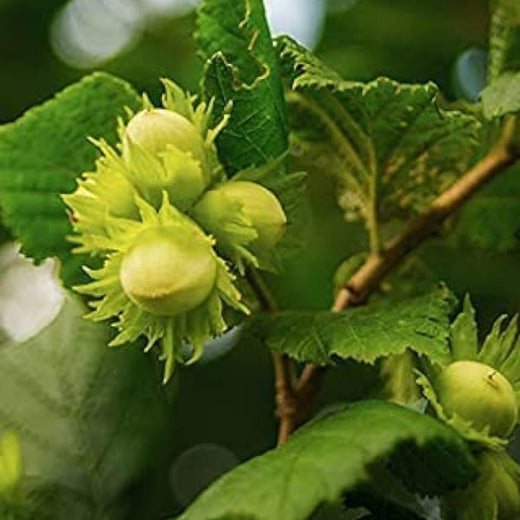 Hazelnut Seeds