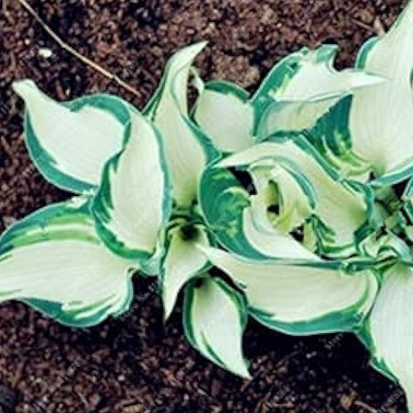 Mixed Hosta Perennial Lily Seeds – White Lace – up to 50%