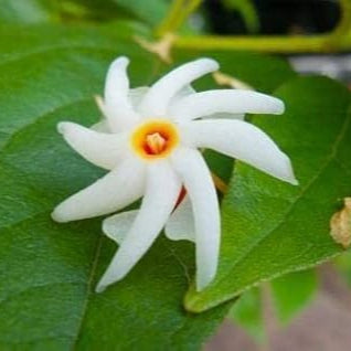 Night Flowering Jasmine Seeds up to 50%