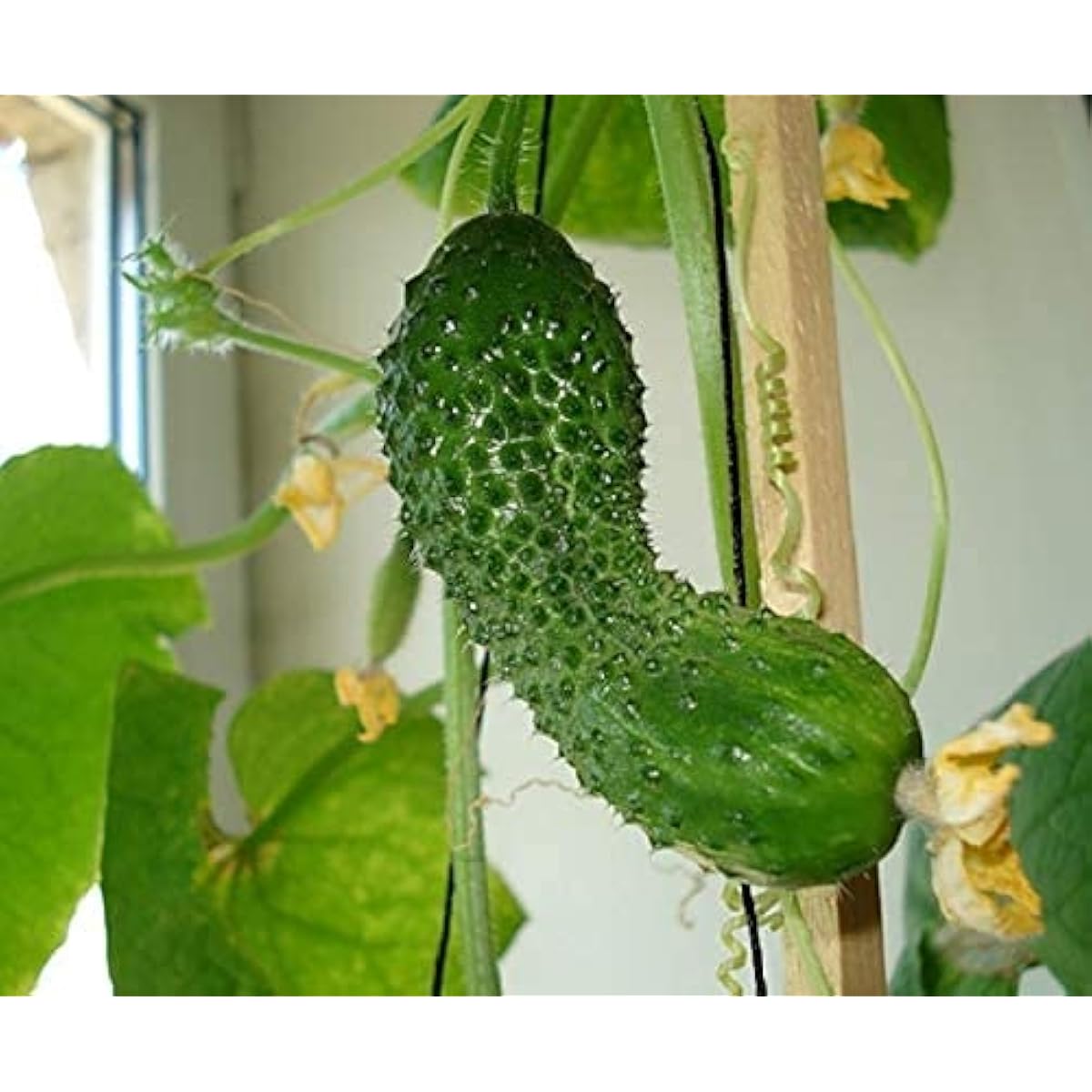 Cucumber seeds up to 50%