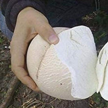 Giant Puffball Mushroom Spores