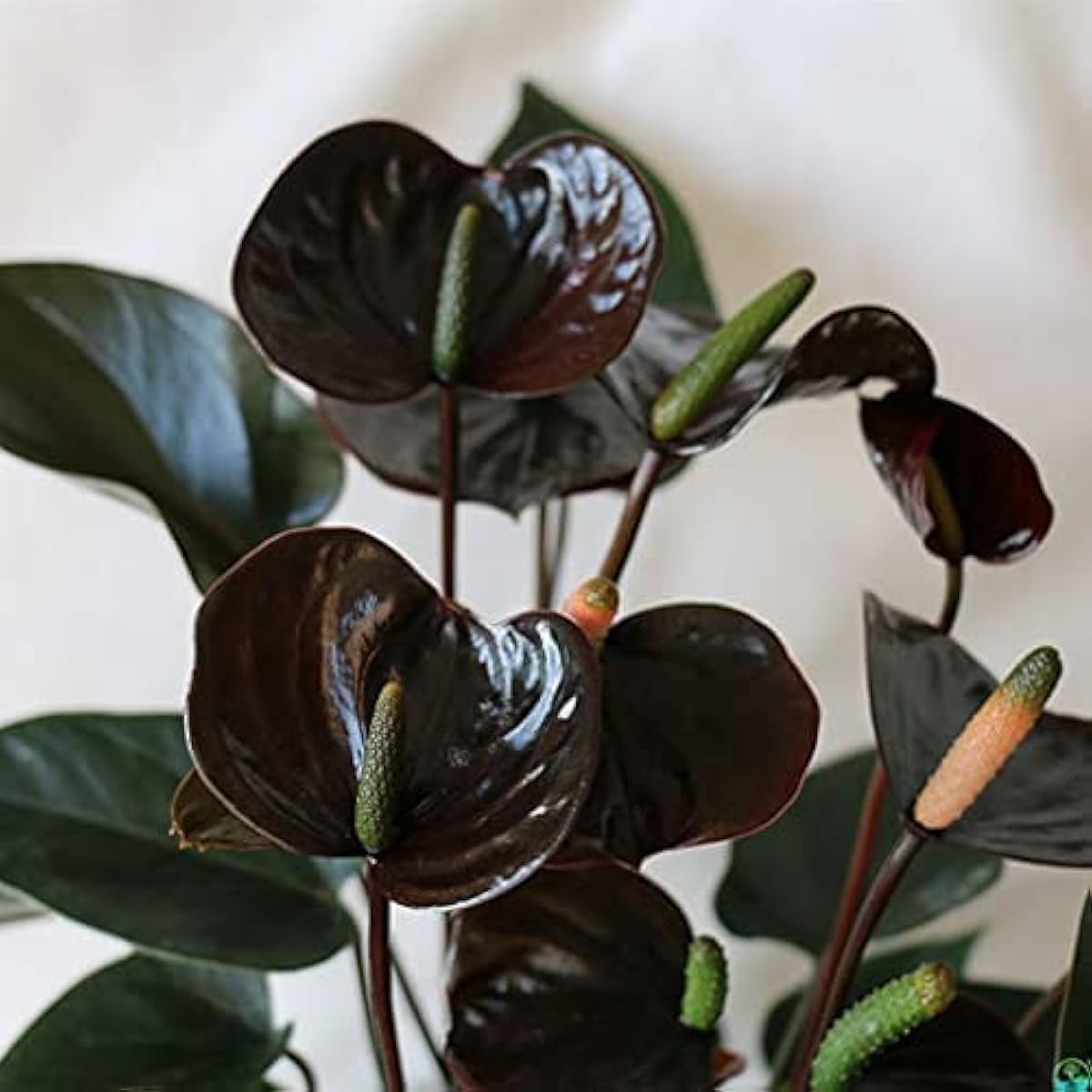 Black Anthurium Flower Seeds up to 50%