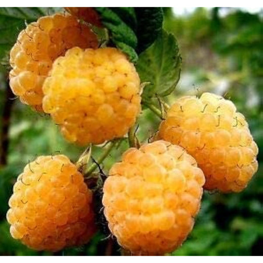 Gold Raspberry Seeds