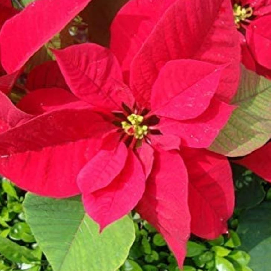 Poinsettia Christmas Flower Seeds Up to 50% Off