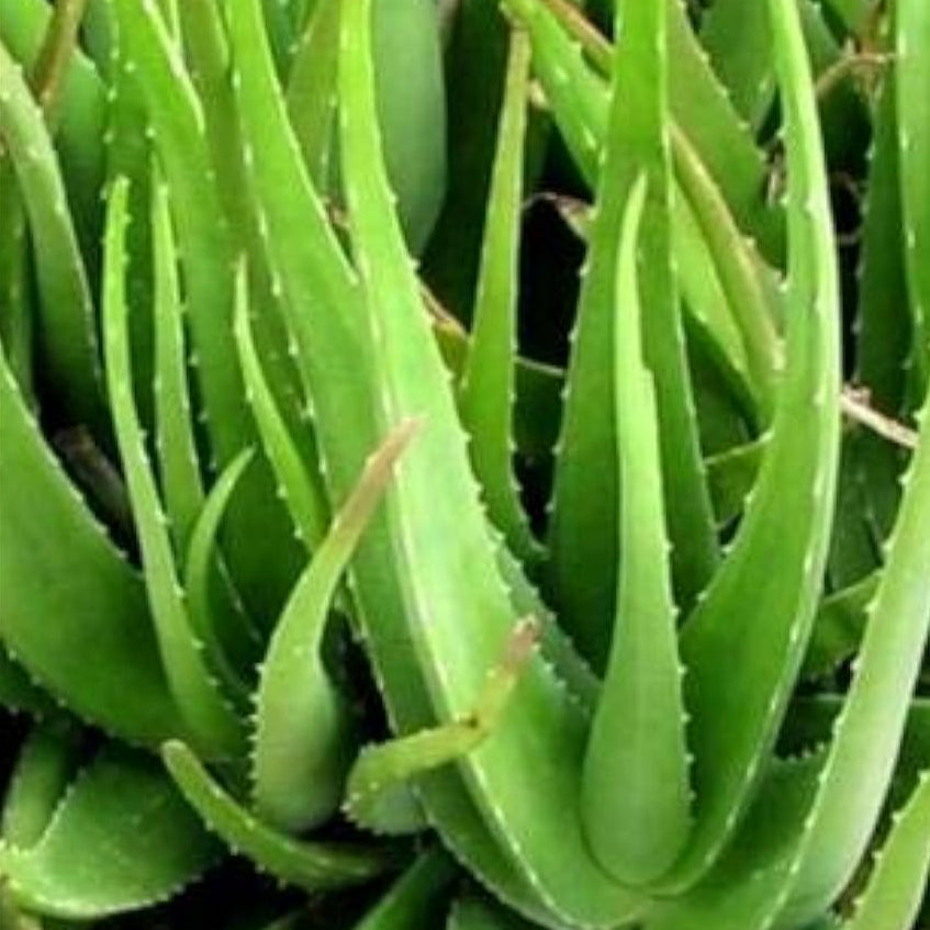Aloe Vera Plant Seeds – Light Green – Up to 50%