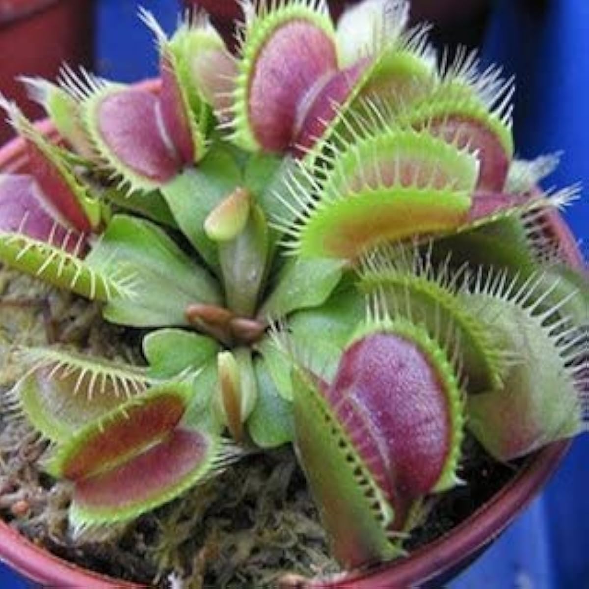 Carnivorous Plant Seeds Up to 50% Off