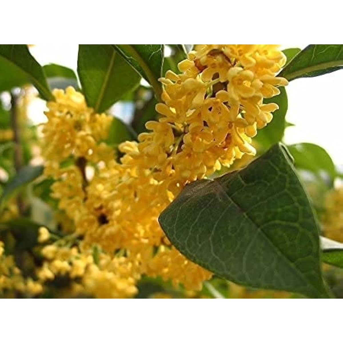 Osmanthus Fragrans (Sweet Olive) Seeds – Fragrant Ornamental Tree – prime day up to 50%