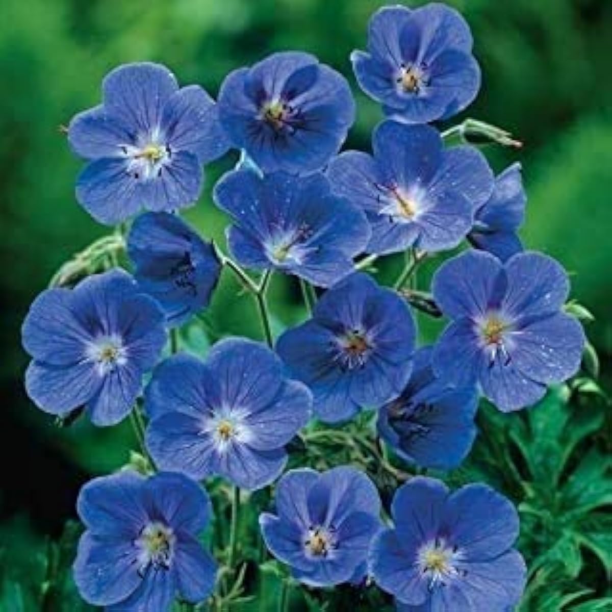 Geranium Rozanne Flower Seeds Up to 50% Off