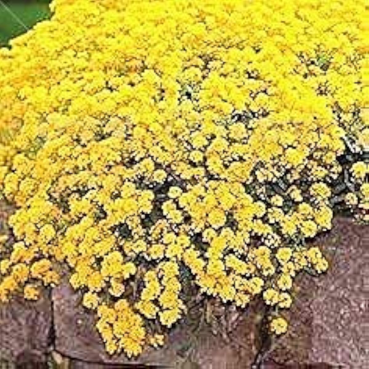 Creeping Thyme Ground Cover Seeds Up to 50% Off