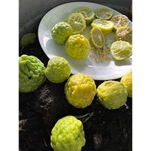 Kaffir Lime Seeds