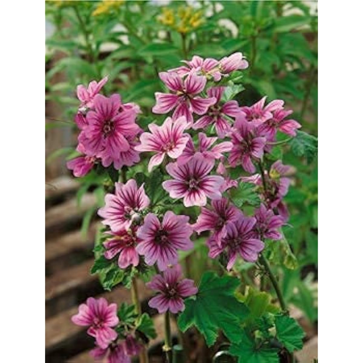 Malva sinensis Cavan Seeds up to 50% MAL01