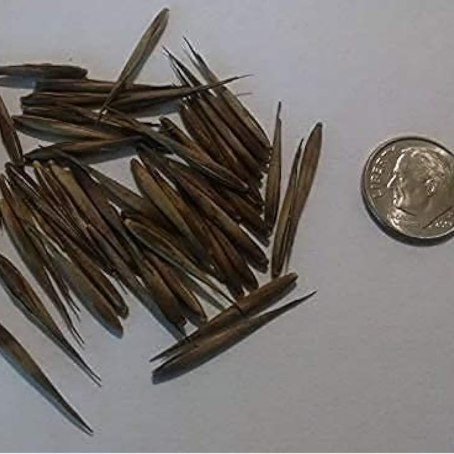 Giant bamboo seeds Up to 50%