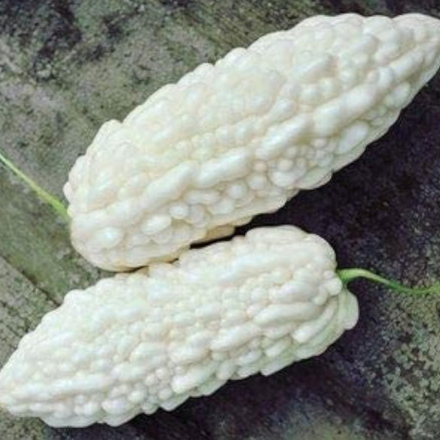 White Bitter Gourd Seeds up to 50%