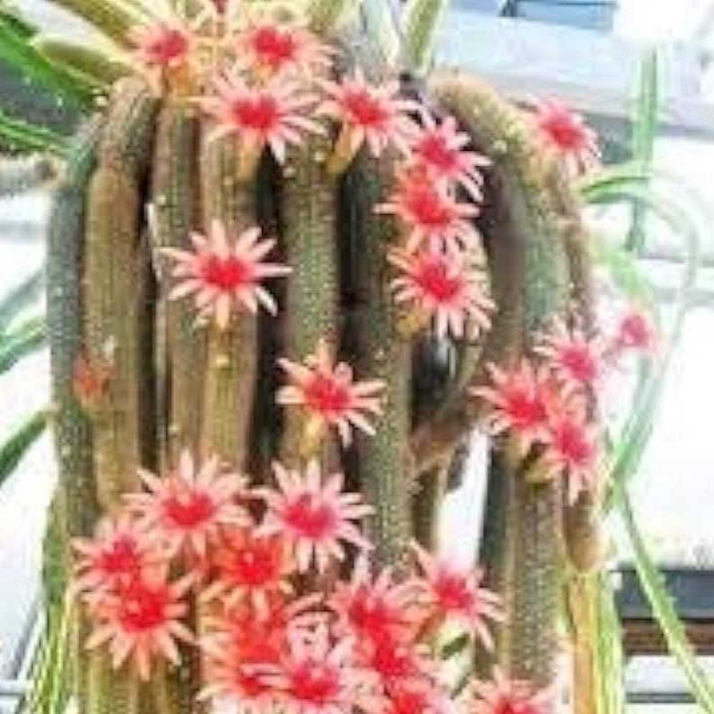 Monkey Tail Cactus Seeds up to 50%