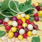 Yellow Radish Seeds
