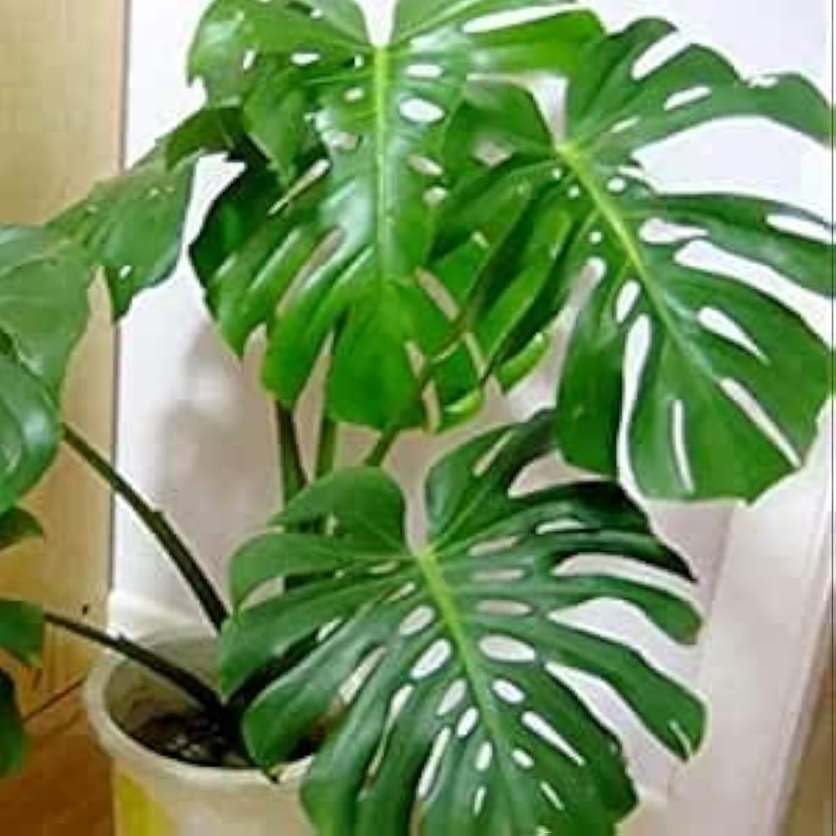 Swiss Cheese Plant Seeds up to 50%