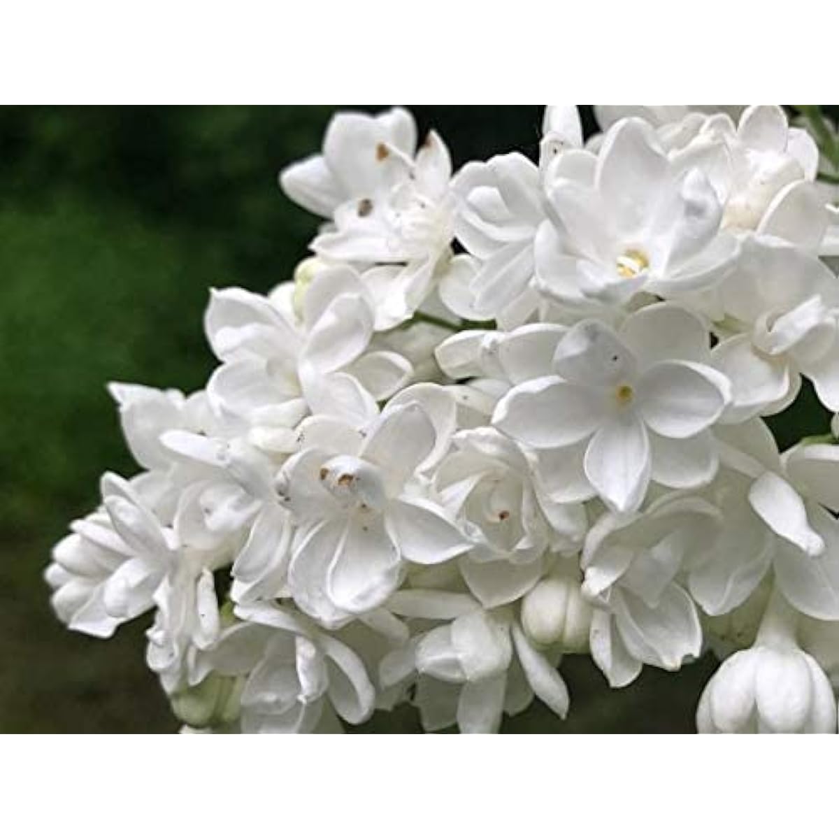 White Japanese Lilac Seeds up to 50%
