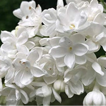 White Japanese Lilac Seeds