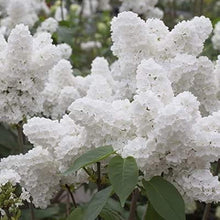 White Japanese Lilac Seeds