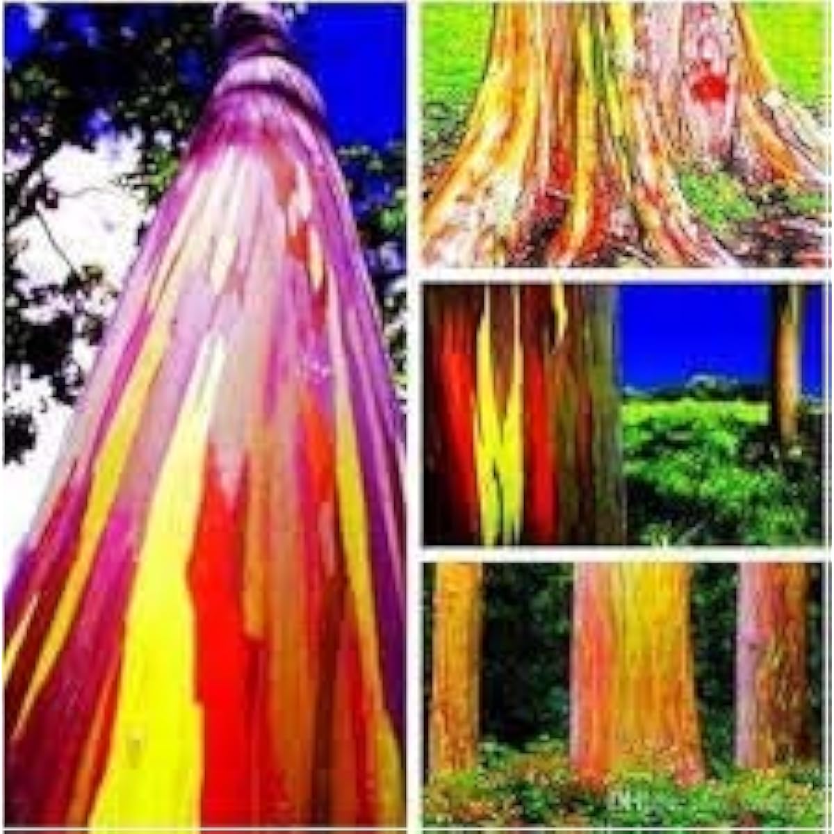 Rainbow Eucalyptus Tree Seeds Up to 50% Off