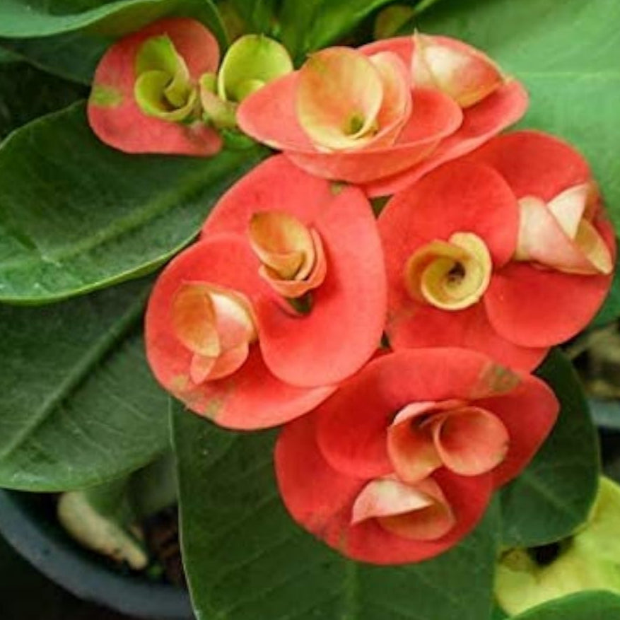 Euphorbia Milii Cactus Seeds Up to 50% Off