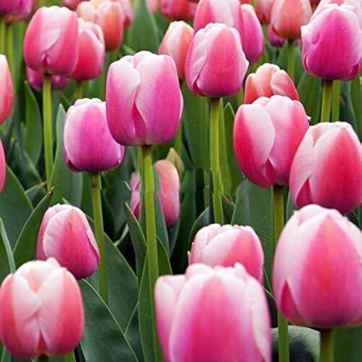 Pink Tulip Flower Seeds up to 50%