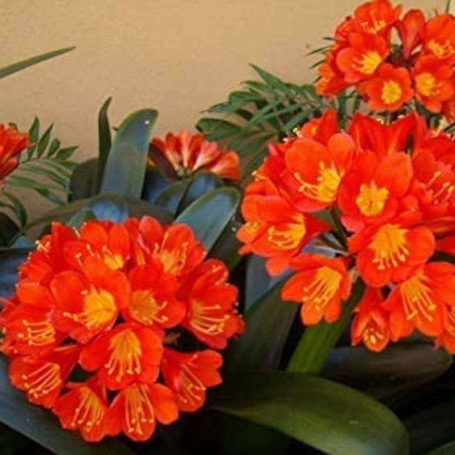 Kaffir Lily Flower Seeds up to 50%