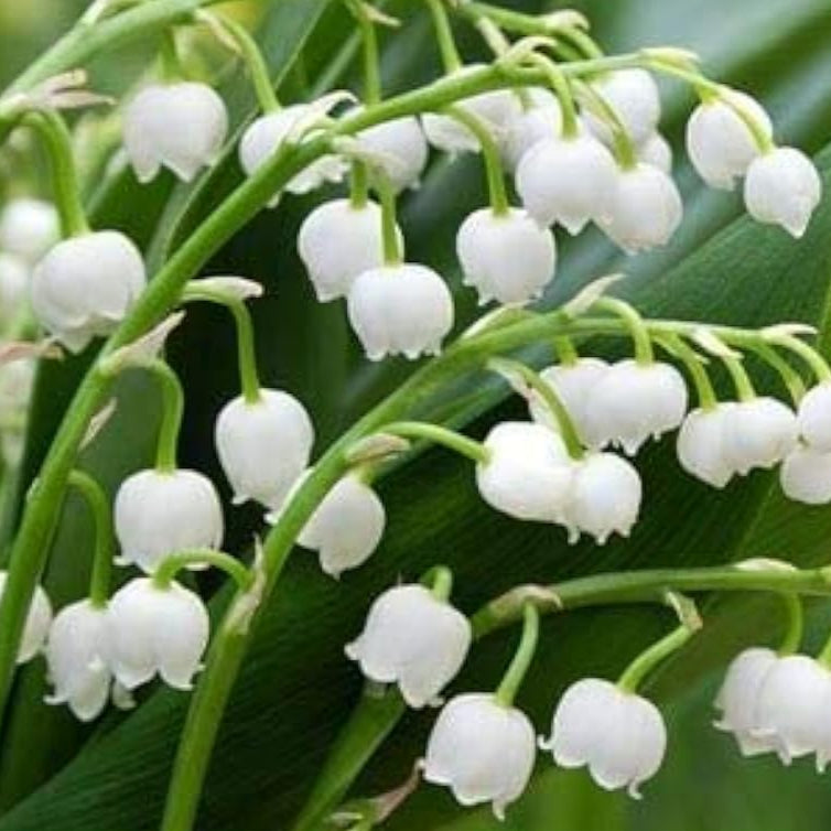 Lily of the Valley Seeds up to 50%