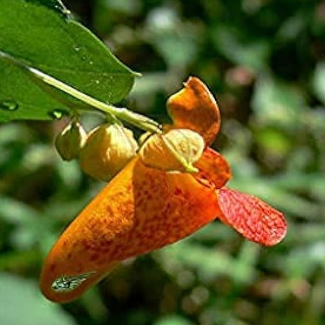 Yellow Jewelweed Plant Seeds Up to 50% Off