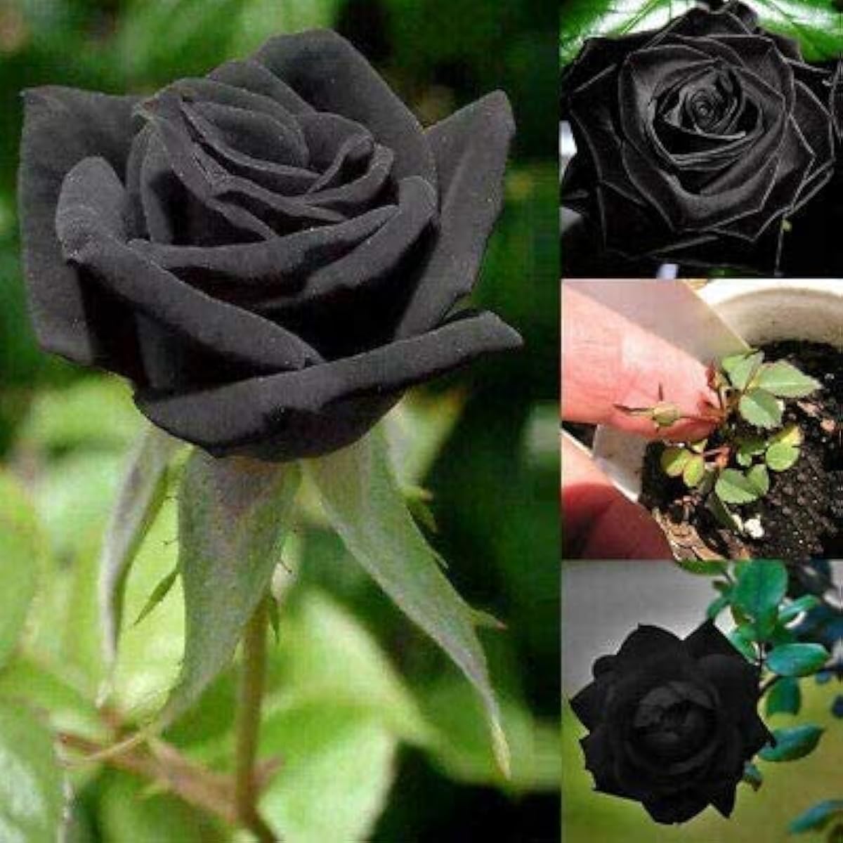 Mysterious Black Rose Seeds prime day up to 50%
