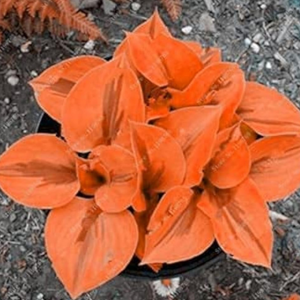 Hosta Seeds - Mixed