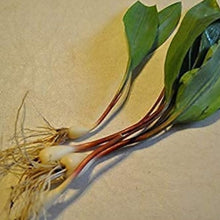 Wild Garlic Seeds