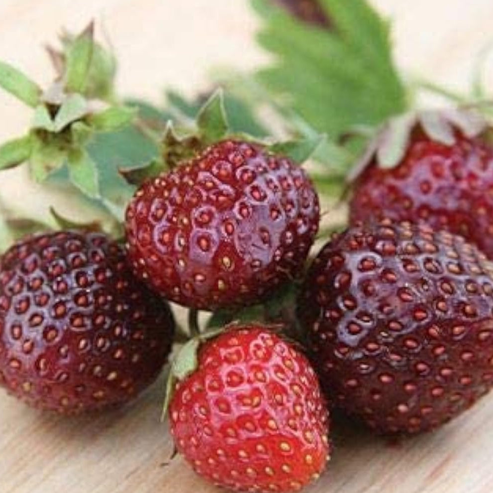 Purple Wonder Strawberry Seeds up to 50%